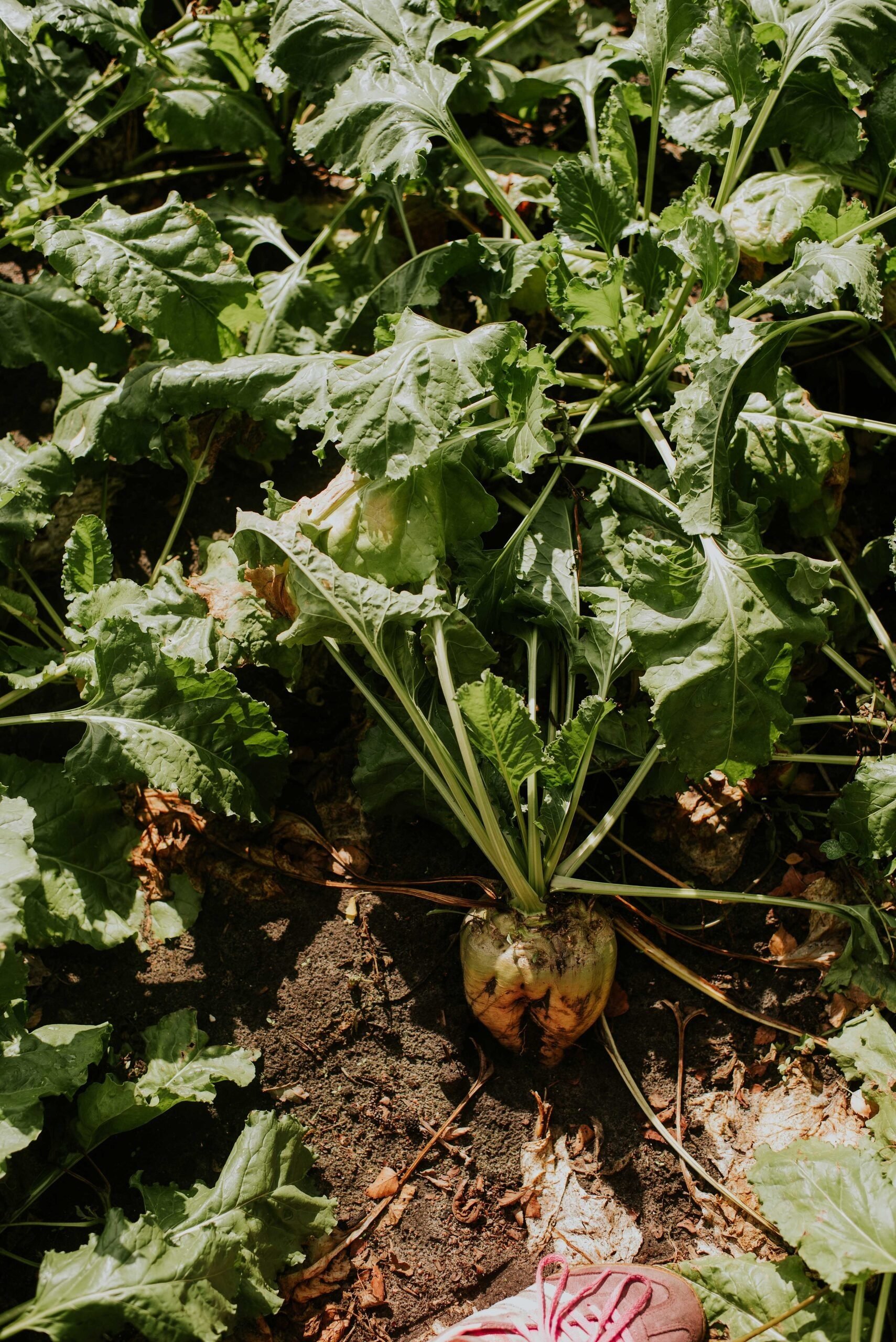 Camping buitenland 92