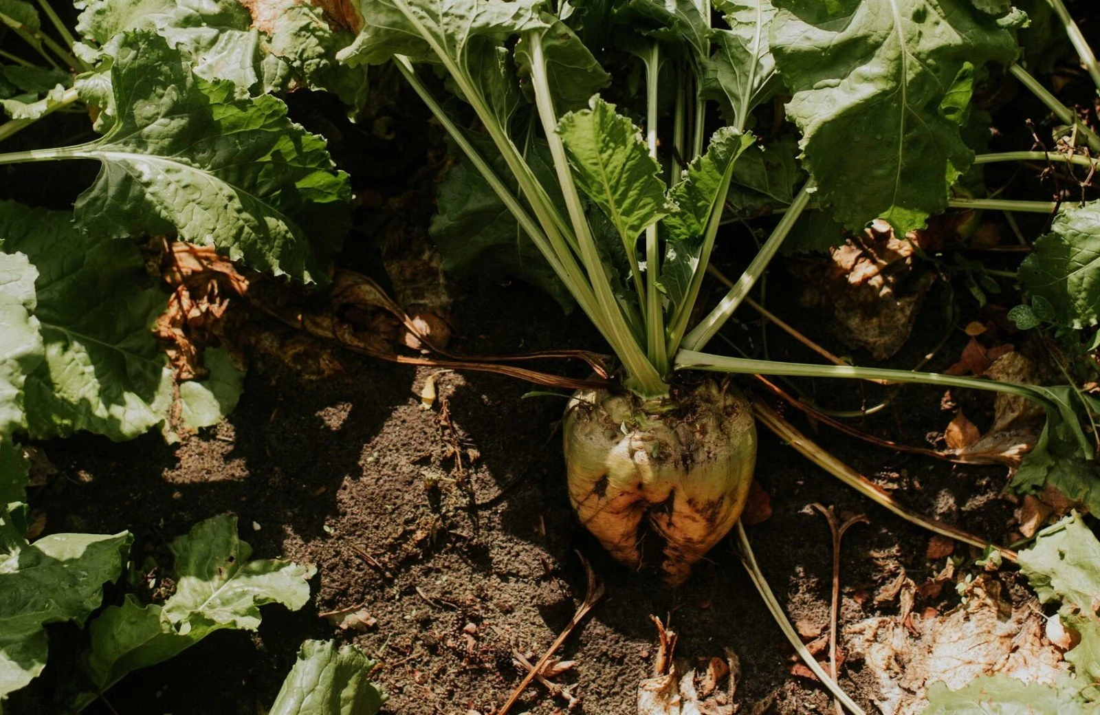 Camping buitenland 92